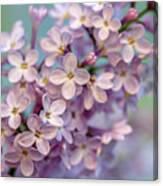 Lilac Blossom Ii Canvas Print