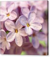 Lilac Blossom Canvas Print