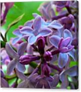 Lilac Blossoms And Buds Canvas Print