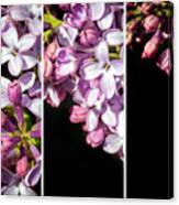 Lilac Bouquet Triptych One Canvas Print