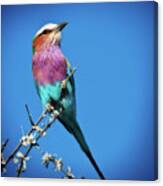 Lilac-breasted Roller Canvas Print