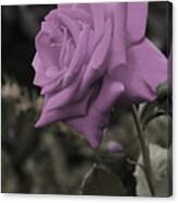 Lilac Rose Canvas Print