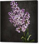Lilacs Canvas Print