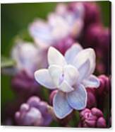 Lilacs Of Spring Macro Canvas Print