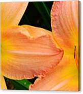 Lily Duo Canvas Print