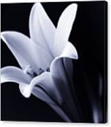 Lily In Black And White Canvas Print