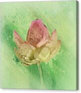 Lily My Lovely - S112sqc88 Canvas Print