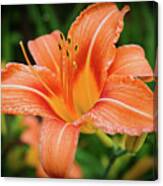 Lily Canvas Print