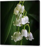 Lily Of The Valley Bouquet Canvas Print