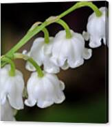 Lily Of The Valley Flowers Canvas Print