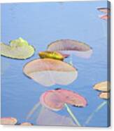 Lily Pads Canvas Print