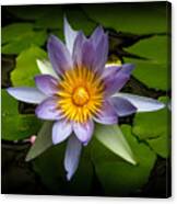 Lily Queen Of The Pond Canvas Print