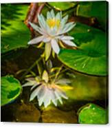Lily Reflection Canvas Print