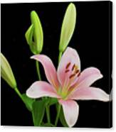 Lily The Pink Canvas Print