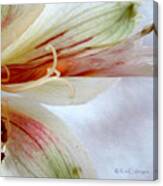 Lily With Texture Canvas Print