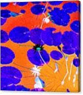 Lilypad Explosion Canvas Print