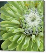 Lime Green Zinnia Canvas Print