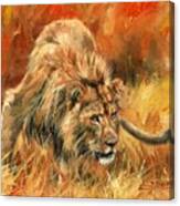 Lion Alert Canvas Print