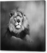 Lion - Pride Of Africa I - Tribute To Cecil In Black And White Canvas Print