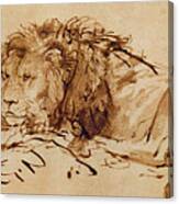 Lion Resting Canvas Print