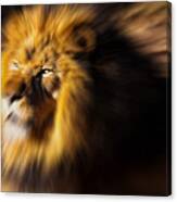 Lion The King Is Comming Canvas Print