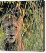 Lion Warily Watching Canvas Print
