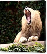 Lion Yawn Canvas Print