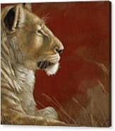 Lioness In The Shade Canvas Print