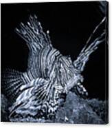 Lionfish Pterois Rotfeuerfisch Bw Canvas Print