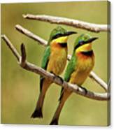 Little Bee Eater Pair Canvas Print