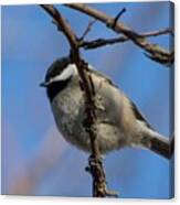 Little Chickadee Canvas Print