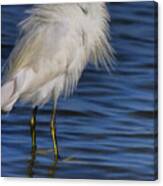 Little Egret In Port Orange Canvas Print