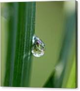 Little Garden In The Droplet Canvas Print