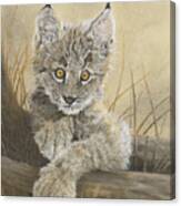 Little Inquisitive One - Canadian Lynx Canvas Print