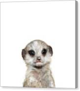 Little Meerkat Canvas Print