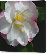 Little Pearl Camellia Canvas Print
