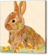 Little Rabbit Canvas Print
