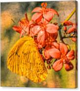 Little Golden Butterfly In Grunge Canvas Print