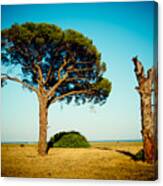 Live And Dead Tree At Seacoast Canvas Print