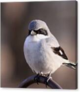 Loggerhead Shrike - Smokey Canvas Print