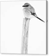 Loggerhead Shrike In Snow Canvas Print