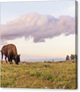Lone Bison In Black Hills, South Dakota Canvas Print