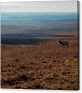Lone Elk Canvas Print