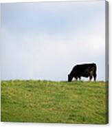 Lone Grazer Canvas Print