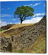 Lone Moorland Tree In Yorkshire Dales Canvas Print