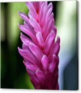 Lone Pink Ginger Canvas Print