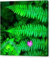 Lone Pink Herb-robert Flower With Braken Fern Canvas Print