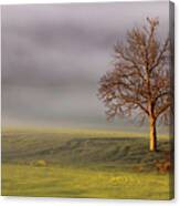 Lone Tree At Ojai Summit Canvas Print