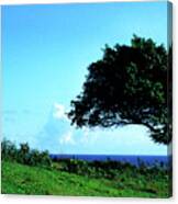 Lone Tree Blue Sea Canvas Print