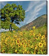 Lone Tree In A Sunflower Field Canvas Print
